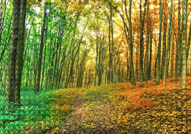 An image of trees in the forest changing from green to autumn colors of yellow and orange.